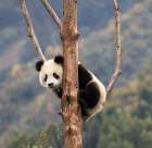 Asia-China-Wolong-Giant Panda-Part of the UNESCO Man and Biosphere Reserve Network Art Print